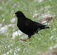 Alpine Chough