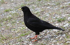 Alpine Chough