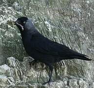 Western Jackdaw