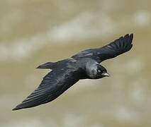 Western Jackdaw