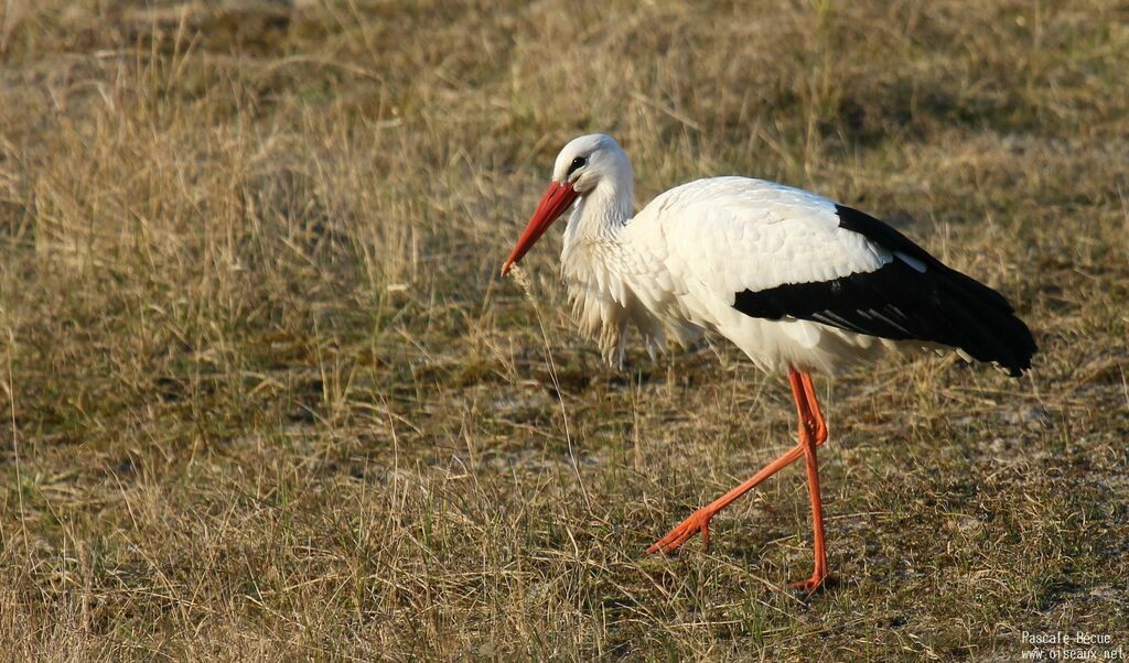 White Storkadult