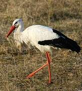 White Stork