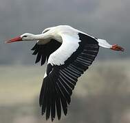 White Stork