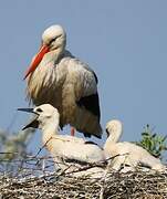 White Stork