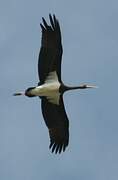 Black Stork