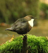 White-throated Dipper