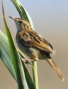 Zitting Cisticola