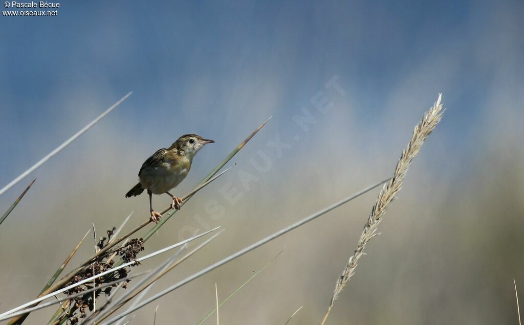 Zitting Cisticola