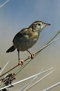 Zitting Cisticola