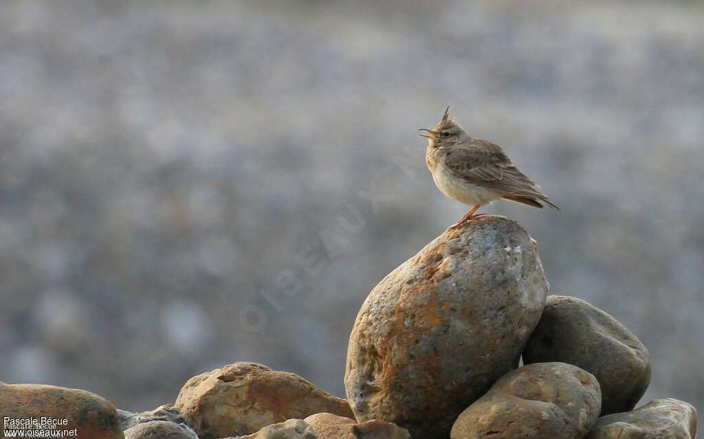 Crested Lark male adult breeding, habitat, song