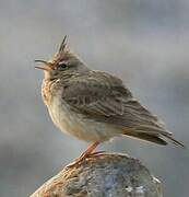 Crested Lark