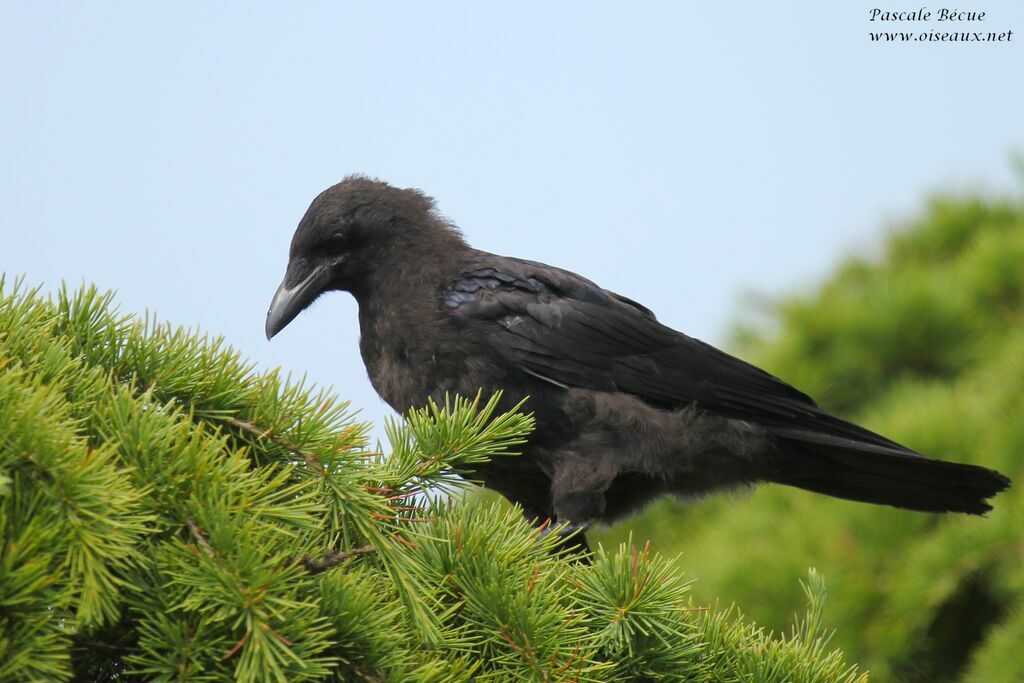 Carrion Crowjuvenile