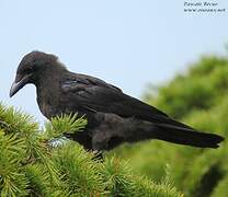 Carrion Crow