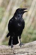 Carrion Crow