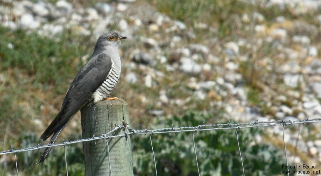 Common Cuckooadult