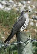 Common Cuckoo