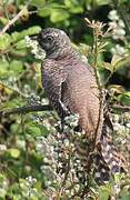 Common Cuckoo