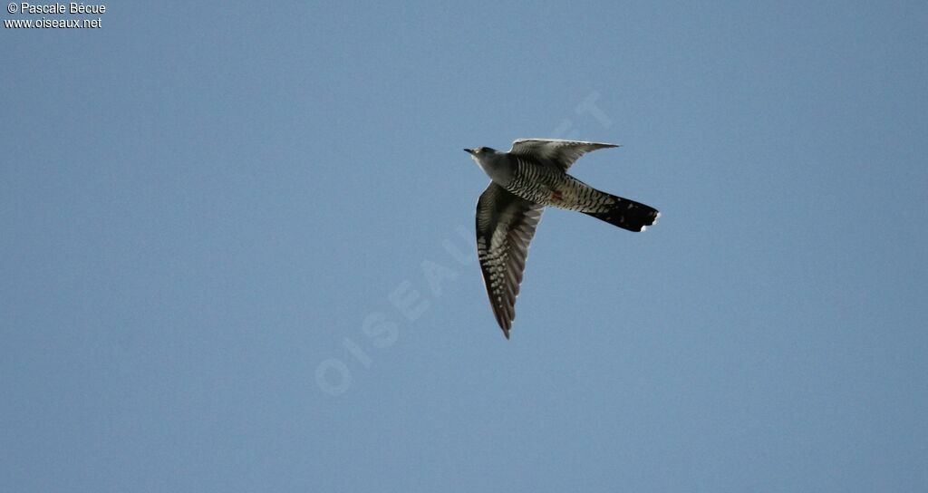 Common Cuckooadult, Flight