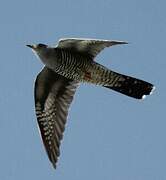 Common Cuckoo