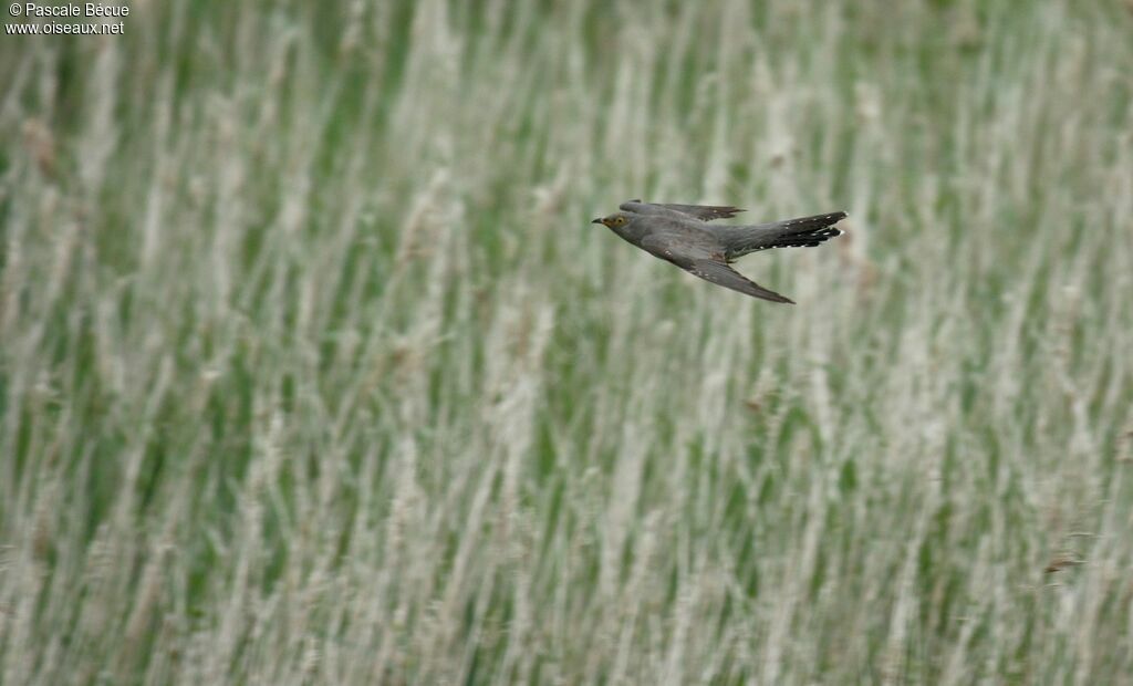 Common Cuckooadult, Flight