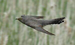 Common Cuckoo