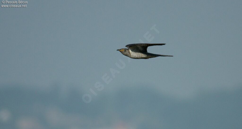 Common Cuckooadult, Flight