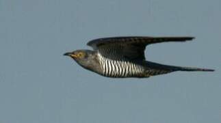 Common Cuckoo