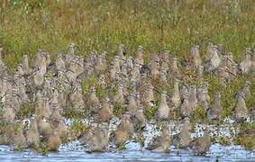 Eurasian Curlew