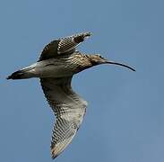 Eurasian Curlew