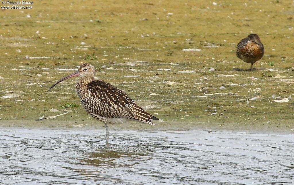 Eurasian Curlewadult