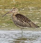 Eurasian Curlew