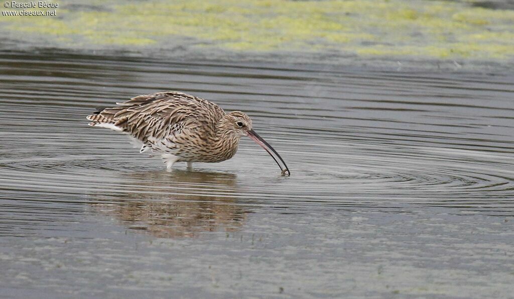 Eurasian Curlewadult