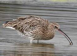 Eurasian Curlew