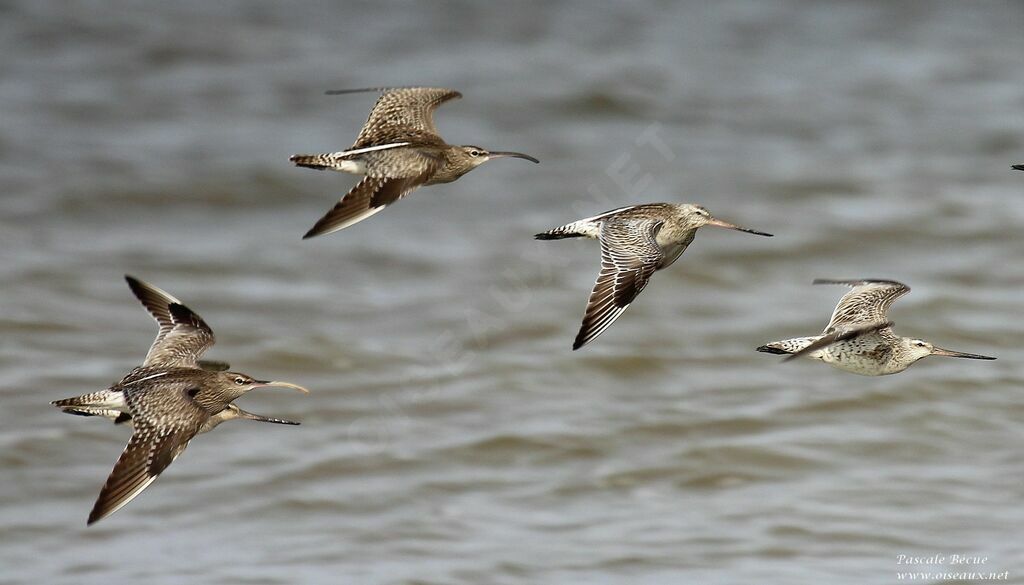 Eurasian Whimbreladult, Flight