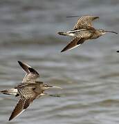 Eurasian Whimbrel