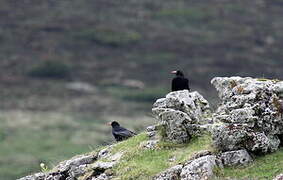 Red-billed Chough