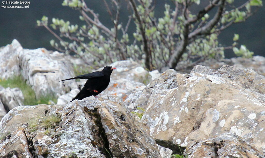 Red-billed Choughadult