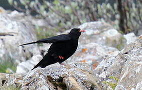 Red-billed Chough