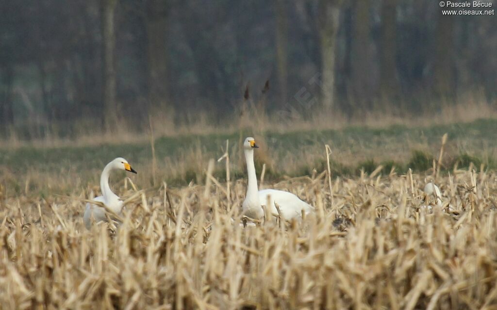 Cygne chanteuradulte