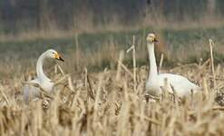 Cygne chanteur