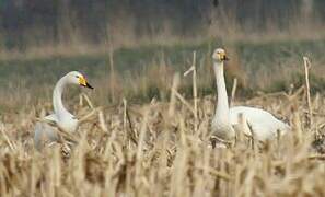 Whooper Swan