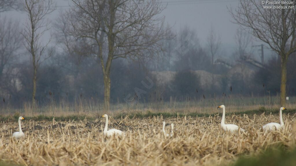 Cygne chanteuradulte