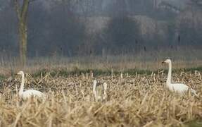 Cygne chanteur