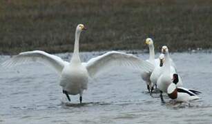 Cygne de Bewick