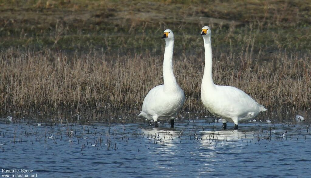 Tundra Swanadult