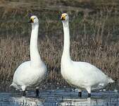 Cygne de Bewick