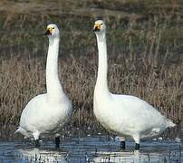 Tundra Swan