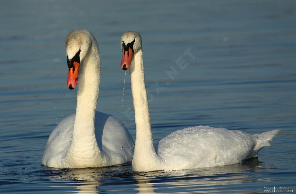 Cygne tuberculé adulte