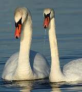 Mute Swan