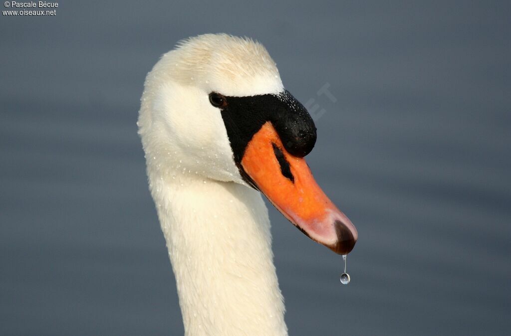 Cygne tuberculé mâle adulte